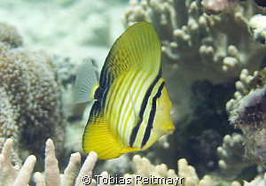 Juvenile Red Sea Sailfin Tang, Sand Beach, Hurghada. Cano... by Tobias Reitmayr 